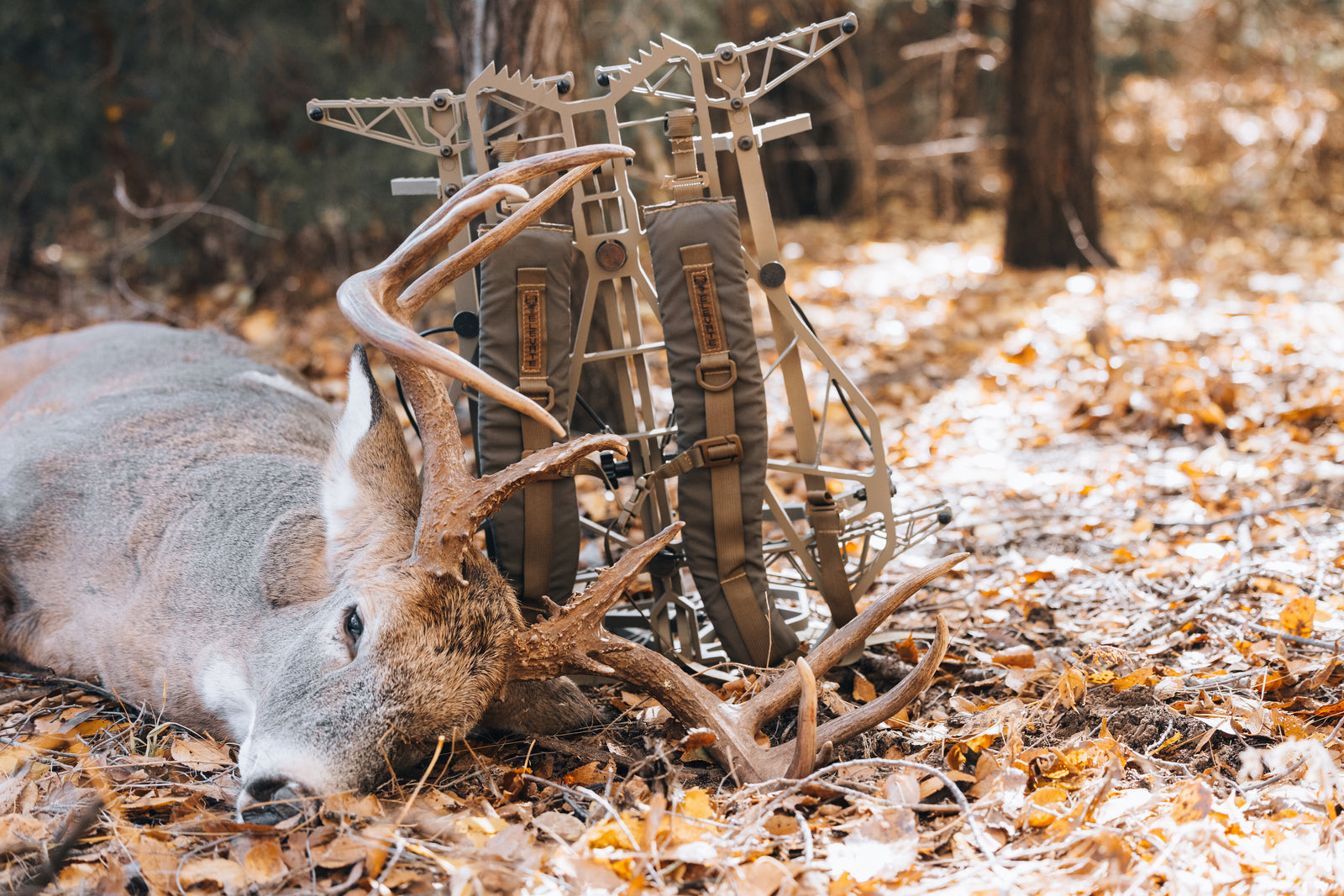 Bowhunting Whitetails on Public Land