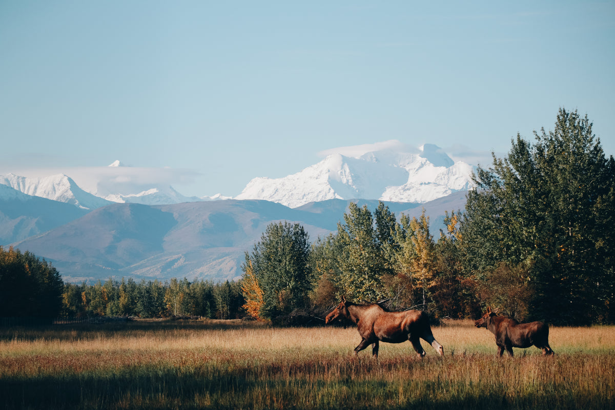 EBikes Elevate Stand Co. Tree Hang On Stands Climbing Sticks